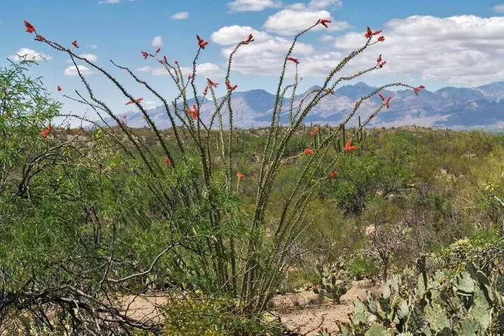 Saguaro NP and Mt. Lemmon Self Guided Driving Audio Tour Bundle