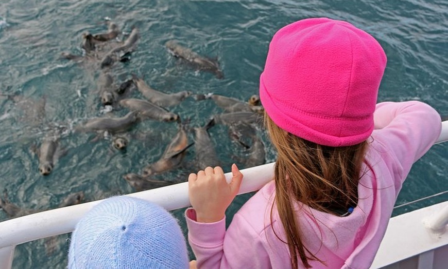 Image 4: Phillip Island Seal-Watching Cruise