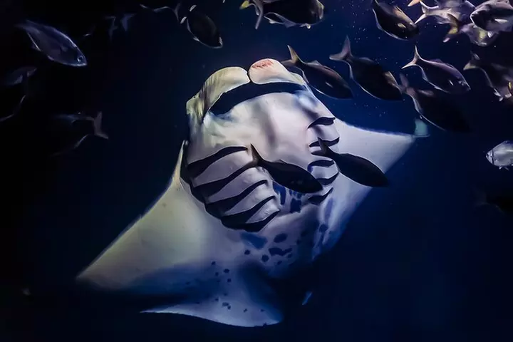 Manta Ray Night Snorkel Tour in Kailua-Kona, Big Island