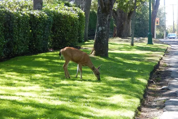 3-Hour Butchart Gardens and City Tour - Primary Image