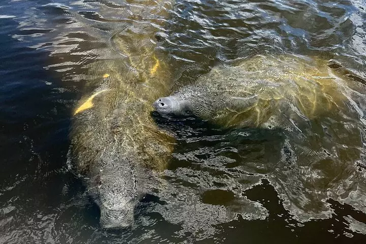 Manatee, Dolphin and 10,000 Islands Sunset Cruise!