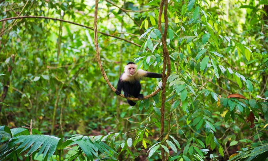 Image 23: ✈ COSTA RICA | De San José à Manuel Antonio - Entre Jungle, Plage E...