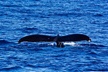 Oahu Whale Watching Excursion - Second Medium