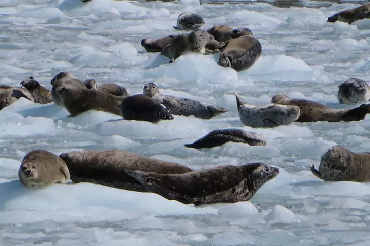 Full-Day Kenai Fjords National Park Northwestern Cruise
