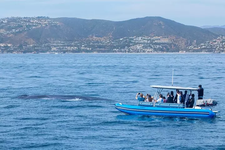 Up-Close Dolphin & Whale Watching Zodiac Adventure in Dana Point