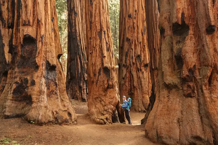 Sequoia National Park Small Group Tour from Three Rivers - Primary Image