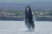Pau Hana Sunset Cruise with the Whales - Second Medium