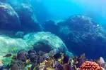 Voted Honolulu's #1 Beginner Scuba Diving + Free Videos Tour
