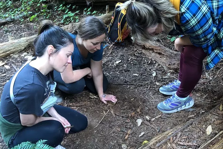 Redwoods Forest Bathing