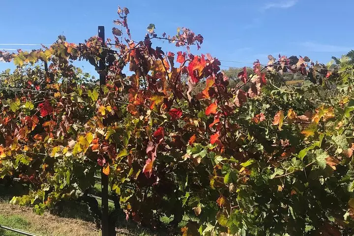 Arizona Winery All-Inclusive Tour with Lunch & Tastings