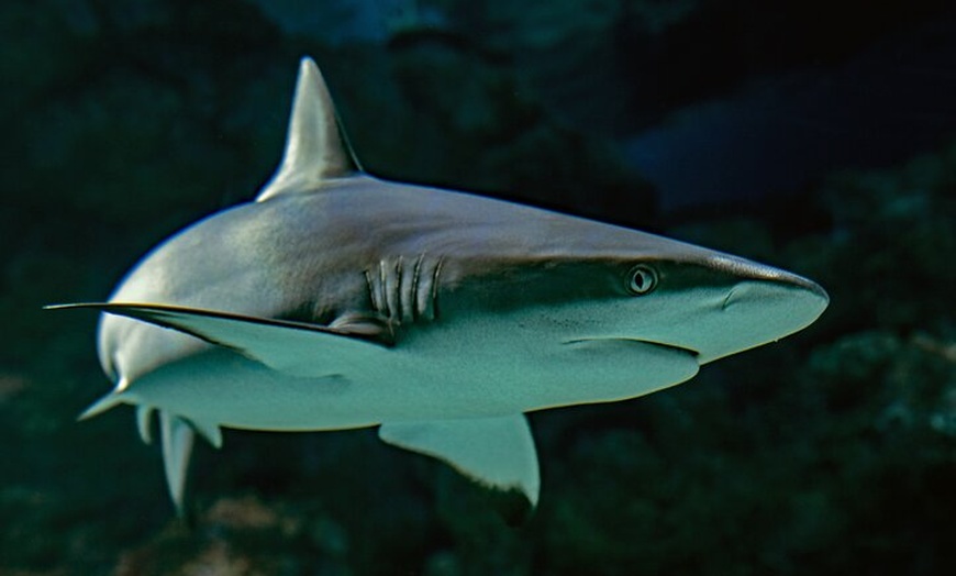 Image 8: Cairns Aquarium by Twilight: Ancient Oceans Tour and 3-Course Dinner