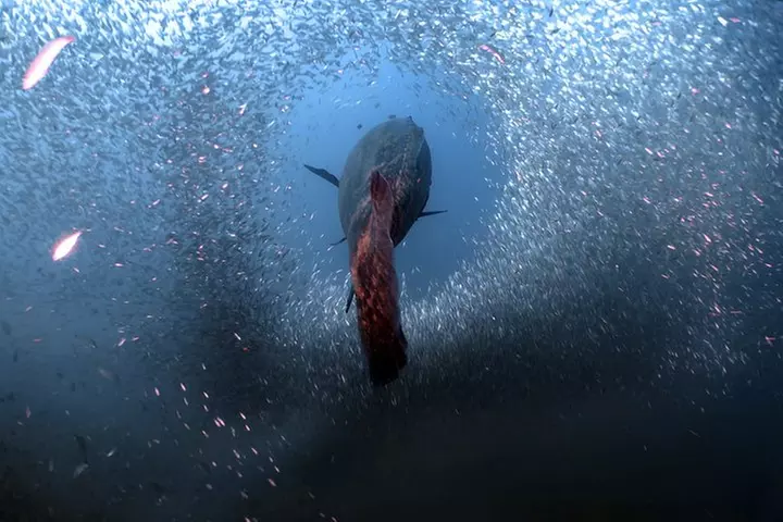 Wreck and Bridge Span Dive for Certified Divers