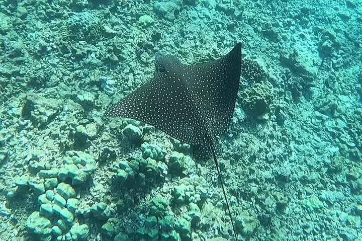 SCUBA Dive at Electric Beach with Photos -No Certification Needed