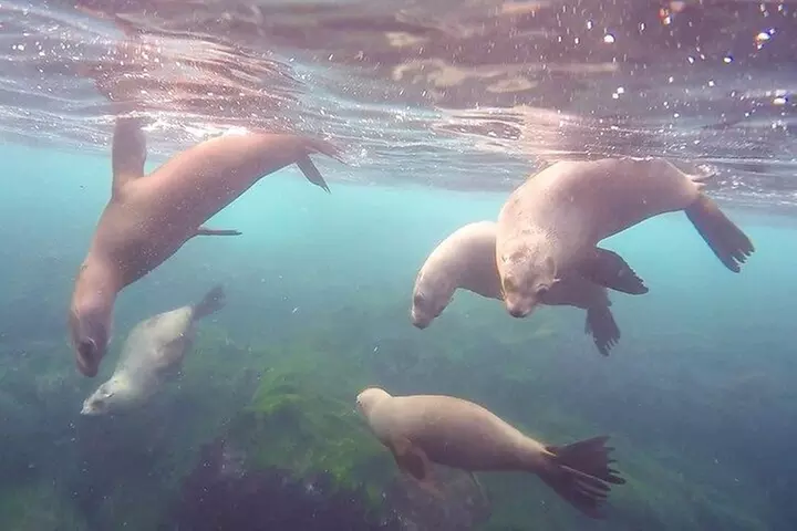 All Day Snorkel Package with Wetsuit Rental