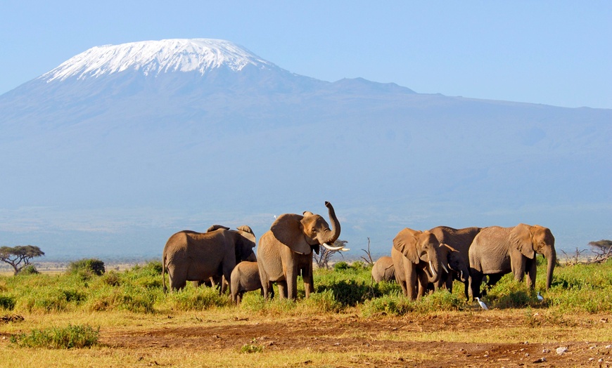 Image 3: ✈ KENIA | Diani Beach - Kombireise Leopard Beach Resort & Elefanten...