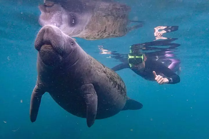 Exclusive Small Group VIP Heated Manatee Snorkel Tour