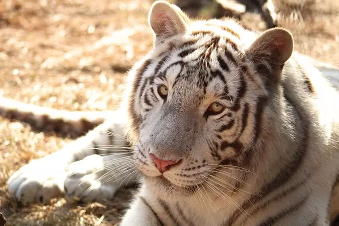 Wild Animal Safari in Pine Mountain, Georgia - Primary Image