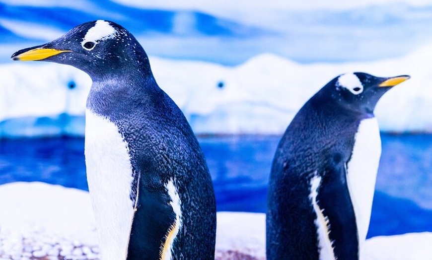 Image 6: Combo Ticket: Madame Tussauds & SEA LIFE London Aquarium