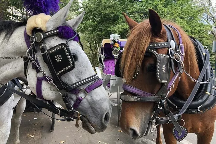 Private Christmas Lights Horse Carriage Tour In New York City - Primary Image