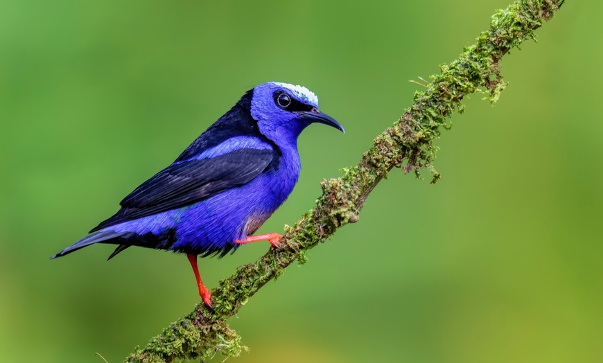 Image 10: ✈ COSTA RICA | San José - I gioielli della foresta pluviale: Costa ...