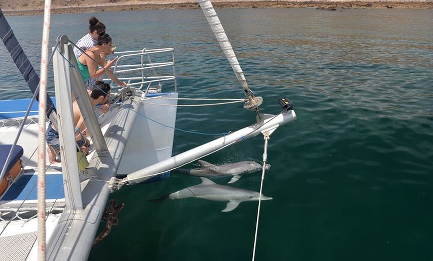 Image 8: Wild Dolphin Watch Cruise