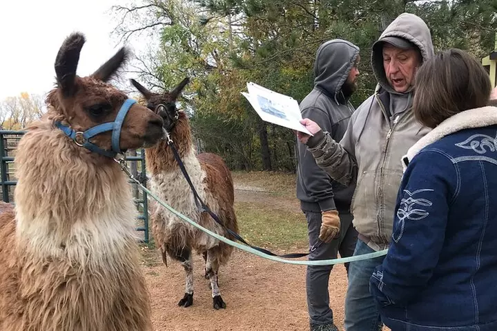 Llama Encounter