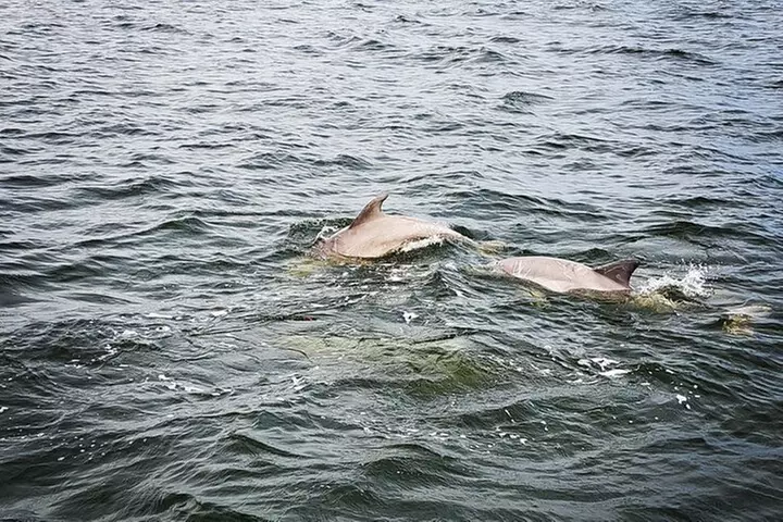 Happy Hour Dolphin Cruise - Primary Image