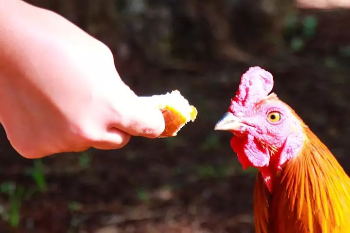 Full-Day Guided Private Tour