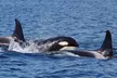 Hoonah Whale-Watching Cruise - Second Medium