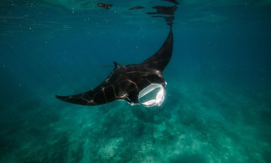 Image 1: Ningaloo Reef Snorkel and Wildlife Adventure