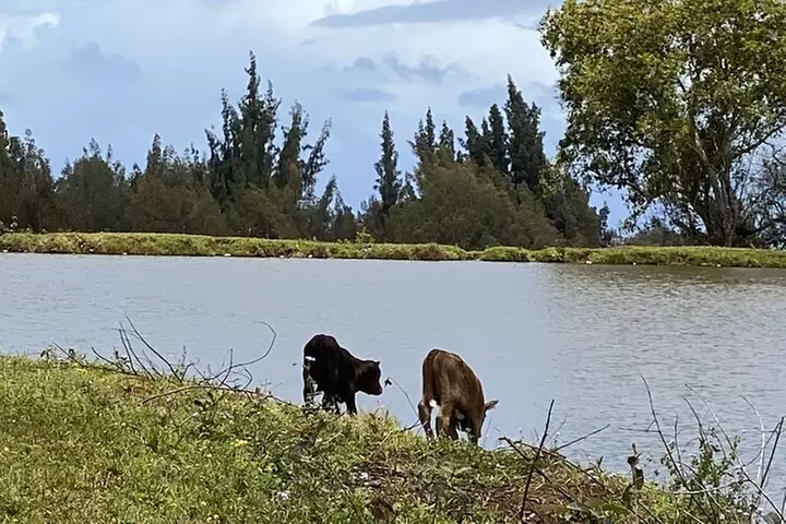 Waipi'o on Horseback: Mountain Ocean Views Working Cattle Ranch