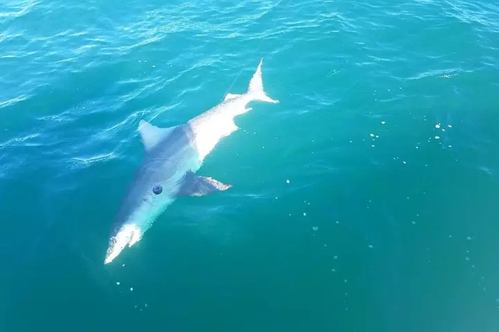 Naples Deep Sea Fishing Charters