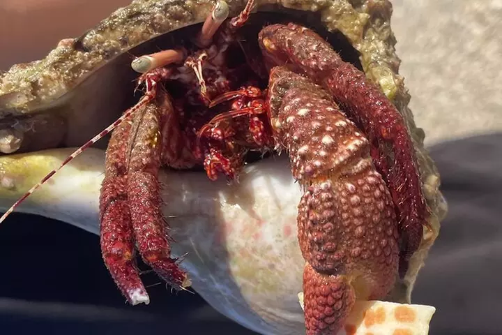 Marco Island Wildlife Sightseeing and Shelling Tour