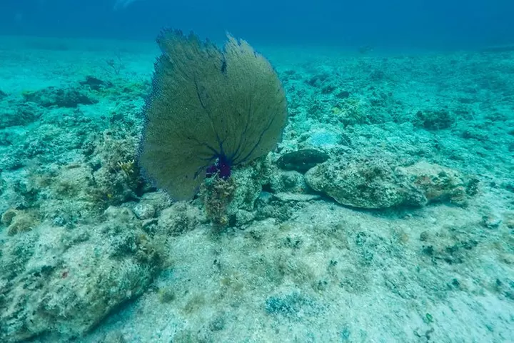Isla Mujeres Island by Cat from Playa del Carmen - Primary Image