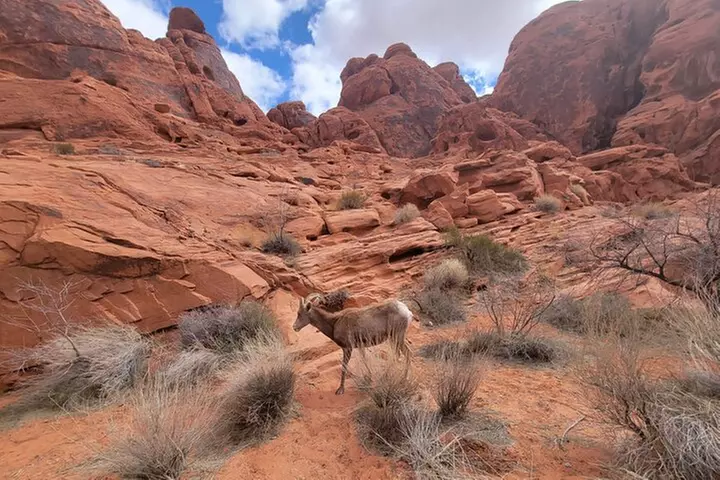 Valley of Fire Guided Hiking Tour From Las Vegas