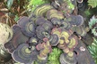 Princeville Botanical Gardens Tour and Chocolate Tasting Ticket - Second Medium