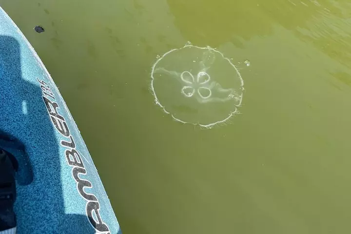 Wildlife Refuge Manatee, Dolphin & Mangrove Kayak or Paddleboarding...