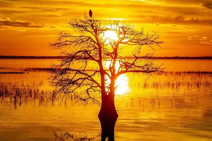 1-Hour Sunset Airboat Ride near Orlando