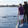 Image 5: Wild Dolphin Watch Cruise