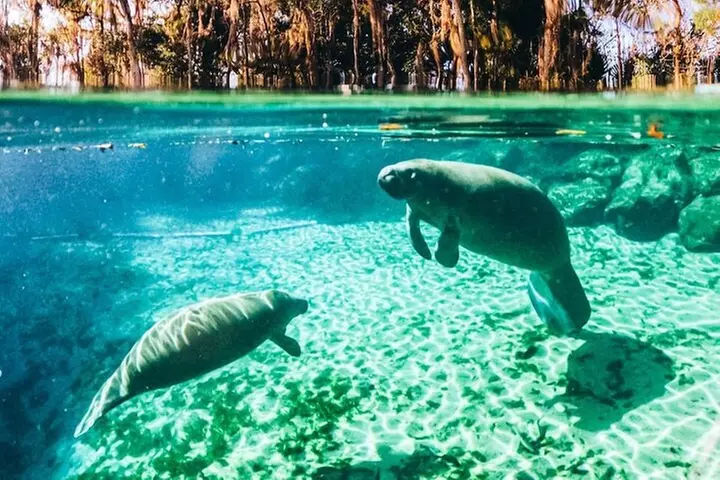 Clear Kayak Three Sisters Springs & Manatee Tour Of Crystal River