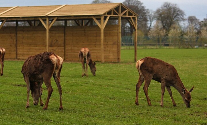Image 5: Glasgow Wildlife Centre Higlands Cow Apacas Walking Tour