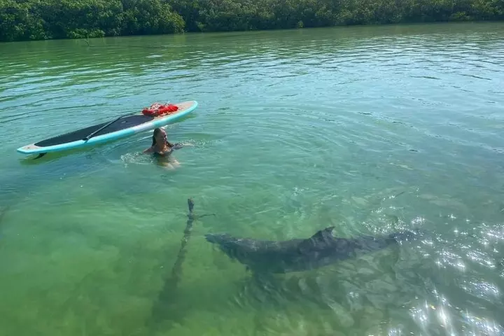 Dolphin and Manatee Adventure Tour of Fort Myers