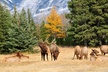 Full Day Private Tour Banff - Second Medium