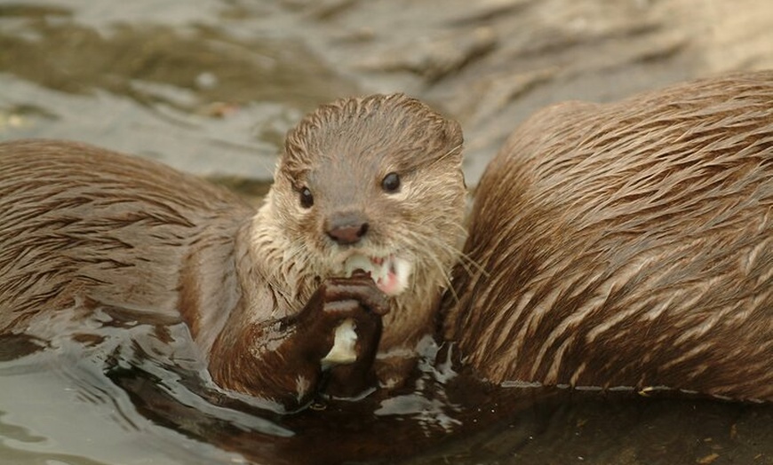 Image 5: Eintrittskarte SEA LIFE Oberhausen