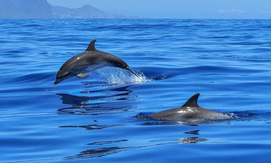Image 4: Tour privado Tarifa para ver ballenas y delfines