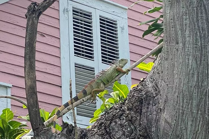 Ft. Lauderdale to Key West Day Trip Quality Day Tours