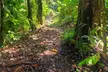 El Yunque National Rainforest and Luquillo Beach Tour - Second Medium