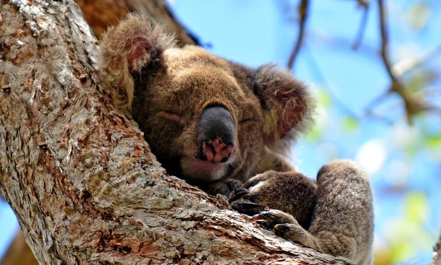 Image 7: Gold Coast Day Tour From Brisbane
