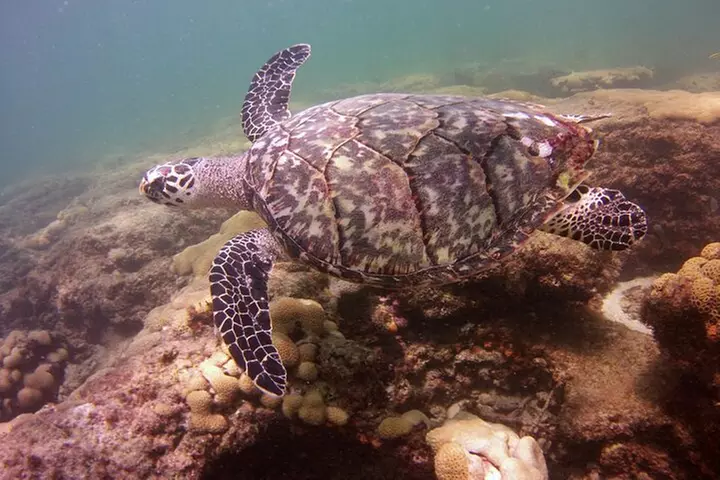 Guided Snorkel Experience in Fort Lauderdale