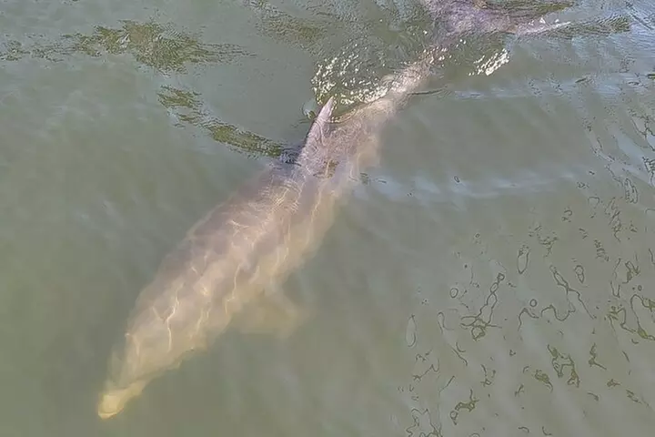 2 hour Dolphin Sightseeing Tour in Melbourne Florida